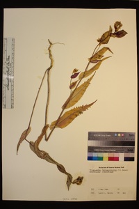 Streptanthus farnsworthianus image